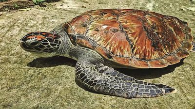 Rare green sea turtle rescued in Sunderbans