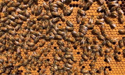What is the varroa mite and does it pose a threat? The deadly parasite that sent NSW into bee lockdown