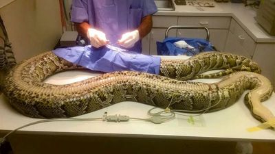 Hissstory: Whopping 216-lb Python Caught In Florida Is Believed To Be Biggest In State’s History