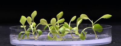 Scientists find a way to grow plants in complete darkness