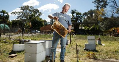 'Devastated': Hunter beekeepers destroy hives in bid to stop varroa disaster