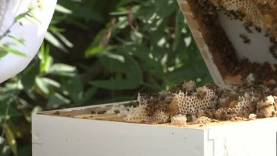 What is varroa mite and how could it impact Australia's bee industry and food production?