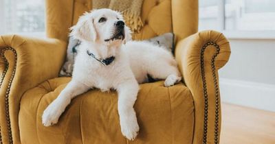 Son feels he will 'never get a girlfriend' after dad's embarrassing puppy name