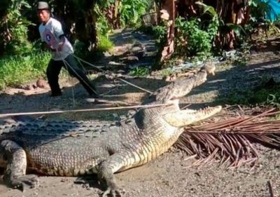 Villagers cheer Indonesian for capturing huge crocodile with rope
