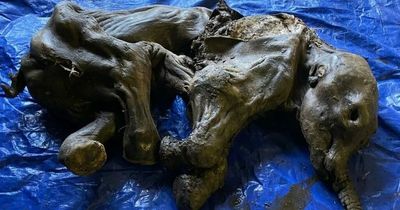 Man finds preserved 35,000-year-old woolly mammoth with hair and skin still intact