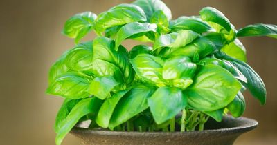 Houseplant from Aldi and Tesco that can keep flies away all summer for just 67p