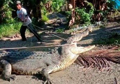 Indonesian captures huge crocodile with rope