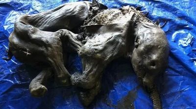 Gold miner finds 'most incredible', 35,000-year-old baby woolly mammoth in North America
