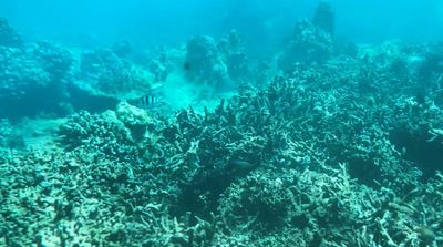 Vietnam Halts Scuba Diving off Popular Island to Protect Coral