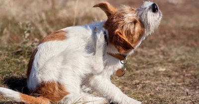 Vet explains why dogs are always itching, scratching and nibbling paws in summer