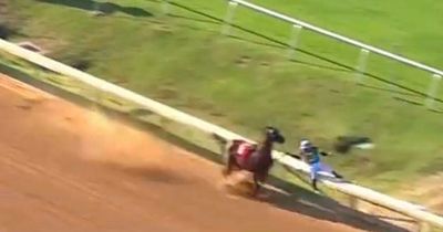 Horse throws away certain victory after crashing into rail and dumping jockey head-first