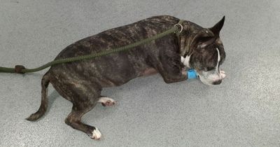 Fury as evil Scot who left pet dog blind, with swollen neck and dislocated hip after savage beatings dodges jail