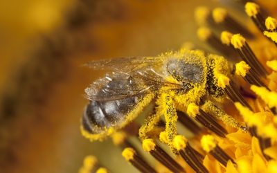 NSW bee industry prepares for ‘devastation’ following new parasite arrival