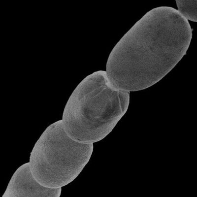 Scientists discover the biggest bacteria ever