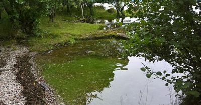 West Dunbartonshire dog owners warned over potentially fatal algae