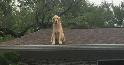 Woman forced to install sign outside house explaining why dog is always on roof