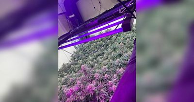 Passing PCSO sniffs out cannabis farm that spanned two floors