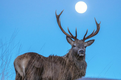 Deer attacks prompt Highland village to call for controversial cull