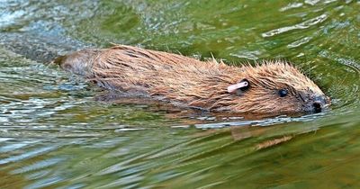 Cairngorms National Park vows to take lead role in bringing protected beavers to Perth and Kinross area