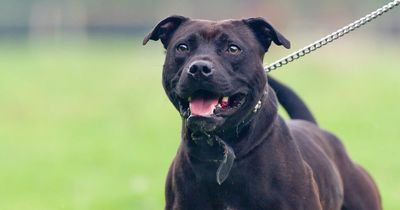 Girl, 13, seriously injured after being attacked by dog as owner fled scene with animal