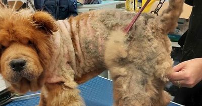 Stray dog found in Cardiff with serious skin condition 'yelped' when wardens attempted to put a collar on him