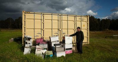 Queen bee breeder calls for stronger measures to avoid varroa sting
