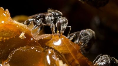 Deadly varroa mite has 'potential' to threaten Queensland's bee industry, authorities warn
