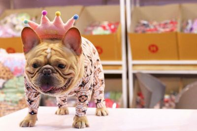 Thailand International Dog Show turns 20