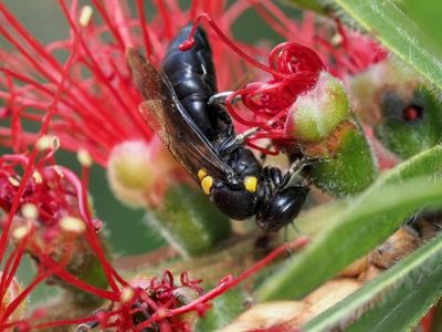 Mite could indirectly threaten native bees