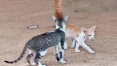 Karnataka: Cats give Gauribidanur Rural cops respite from rat menace