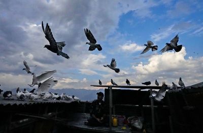 AP PHOTOS: Amid conflict, pigeon keeping thrives in Kashmir