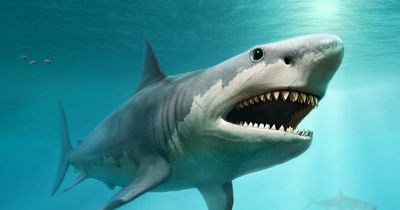 Scientists hail ‘world’s ultimate predator’ as 50ft shark that devoured rivals