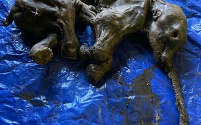 Canadian gold miners find rare mummified baby woolly mammoth