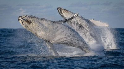 Top whale watching spots along Western Australia's south coast