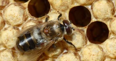 Bee parasite in Hunter 'never been eradicated from a country before'