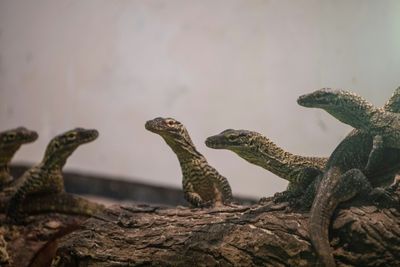 Indonesian zoo breeds dozens of endangered baby Komodo dragons