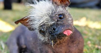 World's ugliest dog crowned to Mr Happy Face with mohawk and wonky tongue