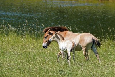 British zoo celebrates birth of rare horse extinct in the wild for almost 40 years