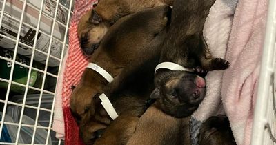 Eleven puppies with umbilical cords still attached dumped in bin bag in woods