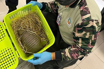 No snakes on this plane: reptile smugglers arrested at Thai airport