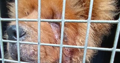 Puppy with horrific skin condition 'yelped' when rescuers tried to help him