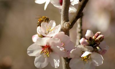 Australian almond harvest in jeopardy as ‘Covid for bees’ strikes apiaries