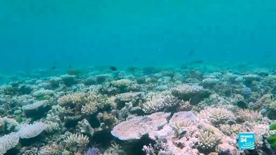Future of Australia's Great Barrier Reef hangs in the balance