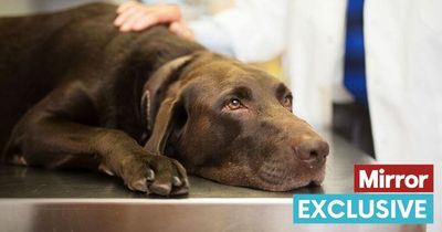 Vet explains when to put your dog down and signs it's time to say goodbye