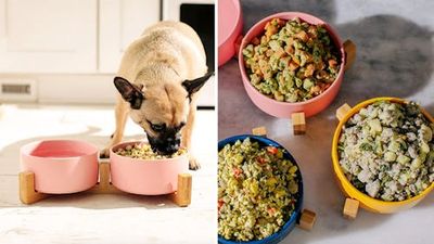 This is what happens when a veterinary nutritionist creates dog food