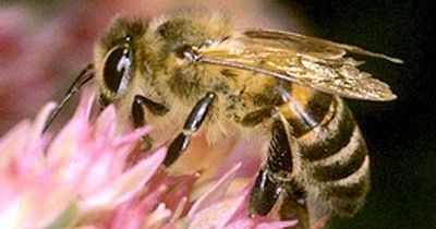 Varroa's high price to our industry justifies extensive measures