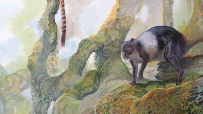 Kangaroo species, now extinct, identified by fossil hunters after being found in PNG highlands