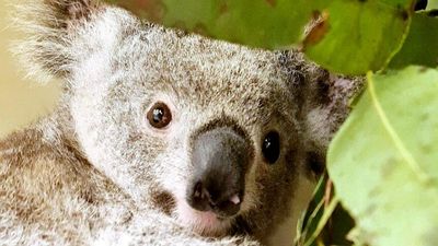 Australia Zoo Wildlife Hospital cares for koala joey after dog attack