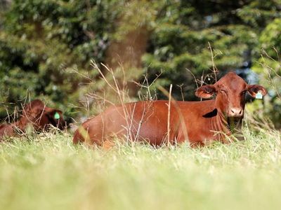 Queensland plan to decarbonise agriculture