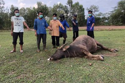 Sudden buffalo deaths being investigated